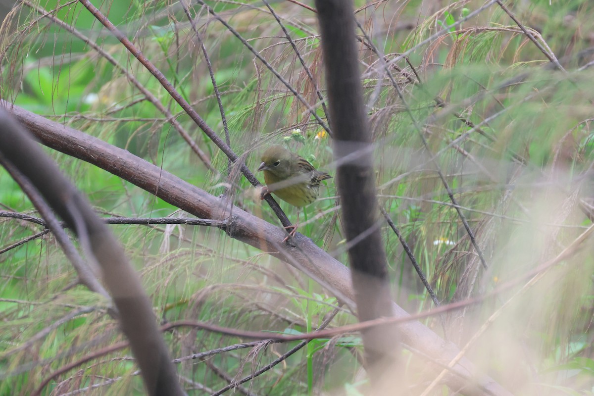 Yellow Bunting - ML638576983