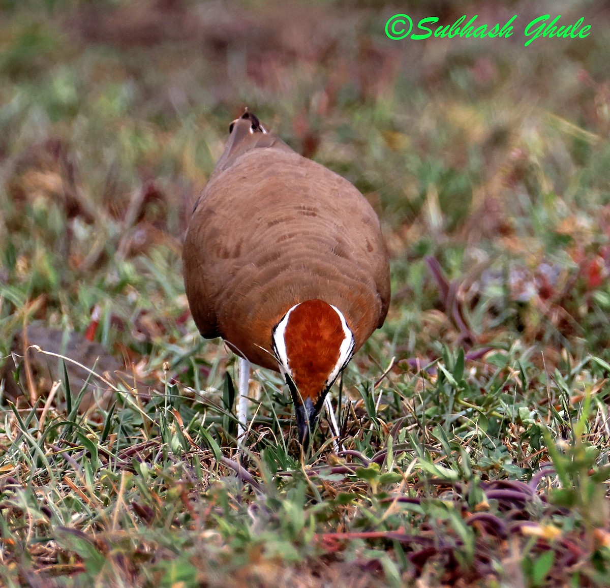 Indian Courser - ML638576997