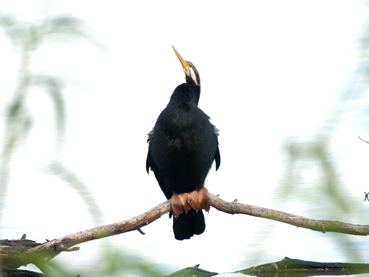 Australasian Darter - ML638577002