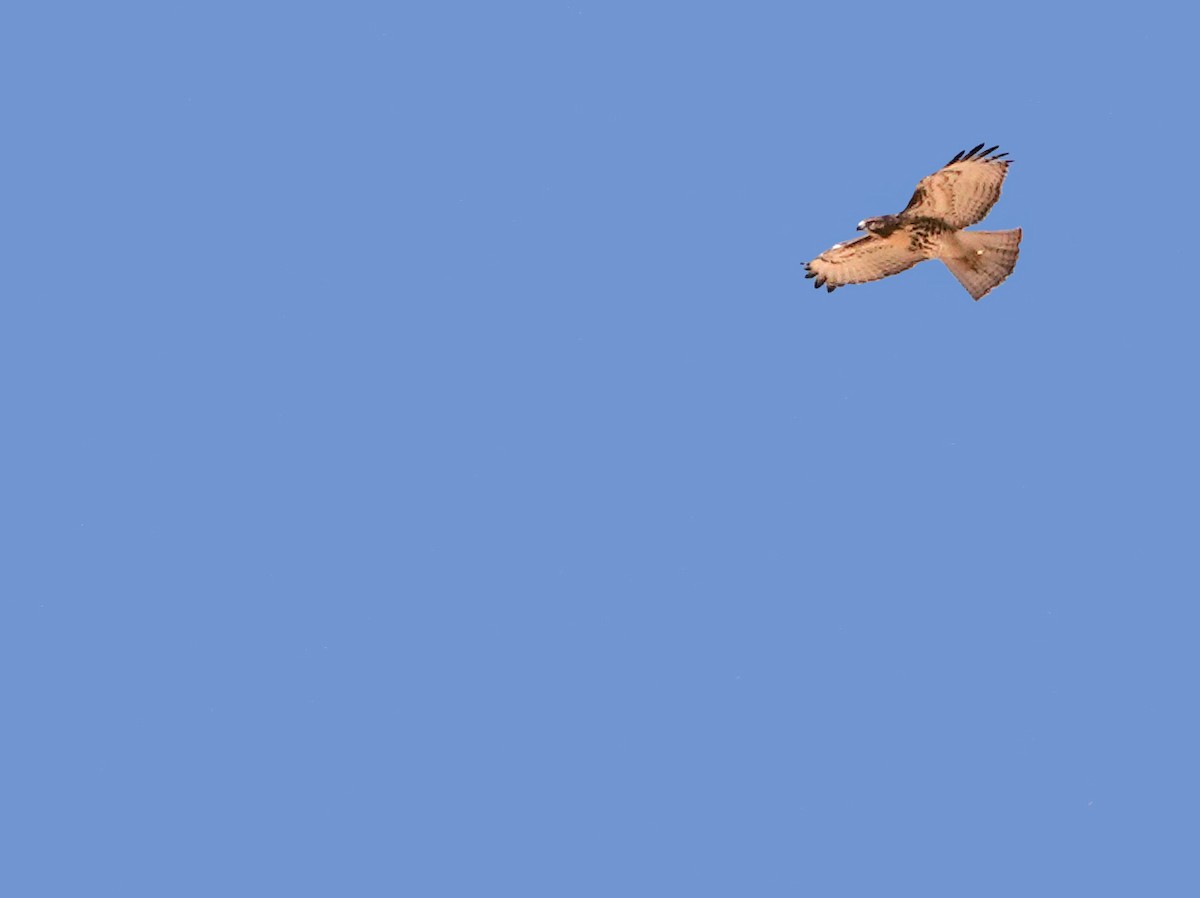 Red-tailed Hawk - ML638577031
