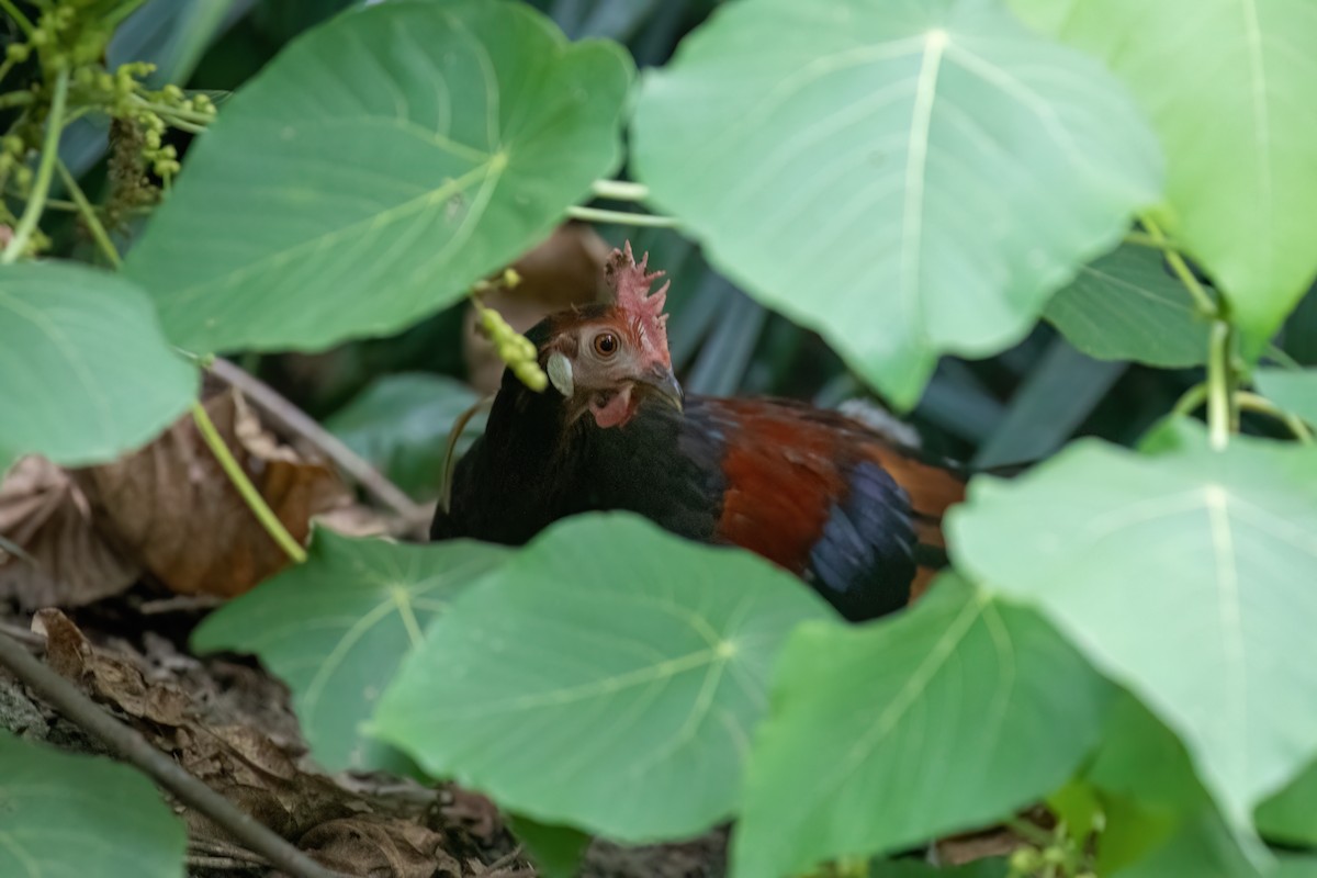 Coq bankiva - ML638577058