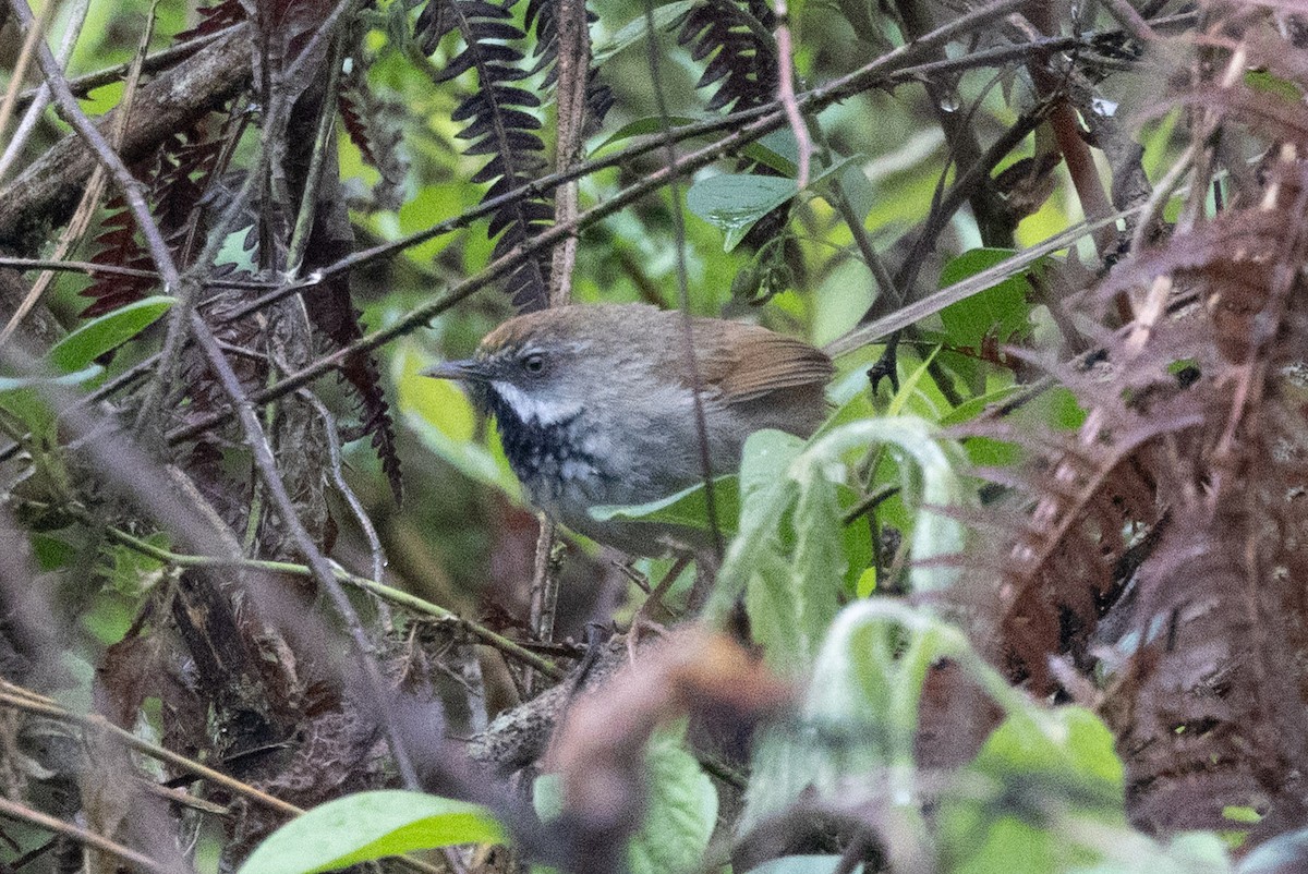 Rufous-crowned Prinia - ML638577059