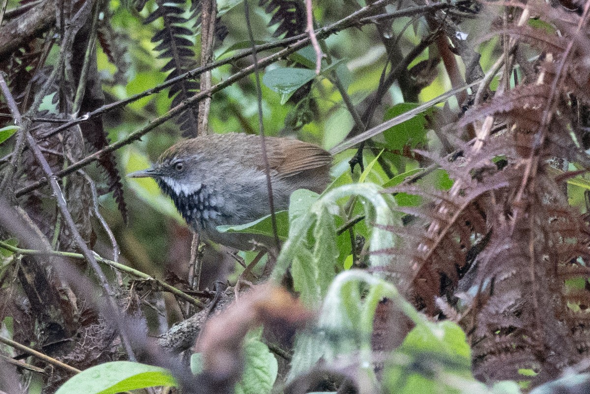 Rufous-crowned Prinia - ML638577060