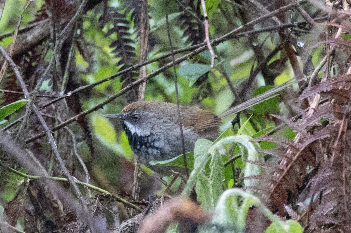 Rufous-crowned Prinia - ML638577061