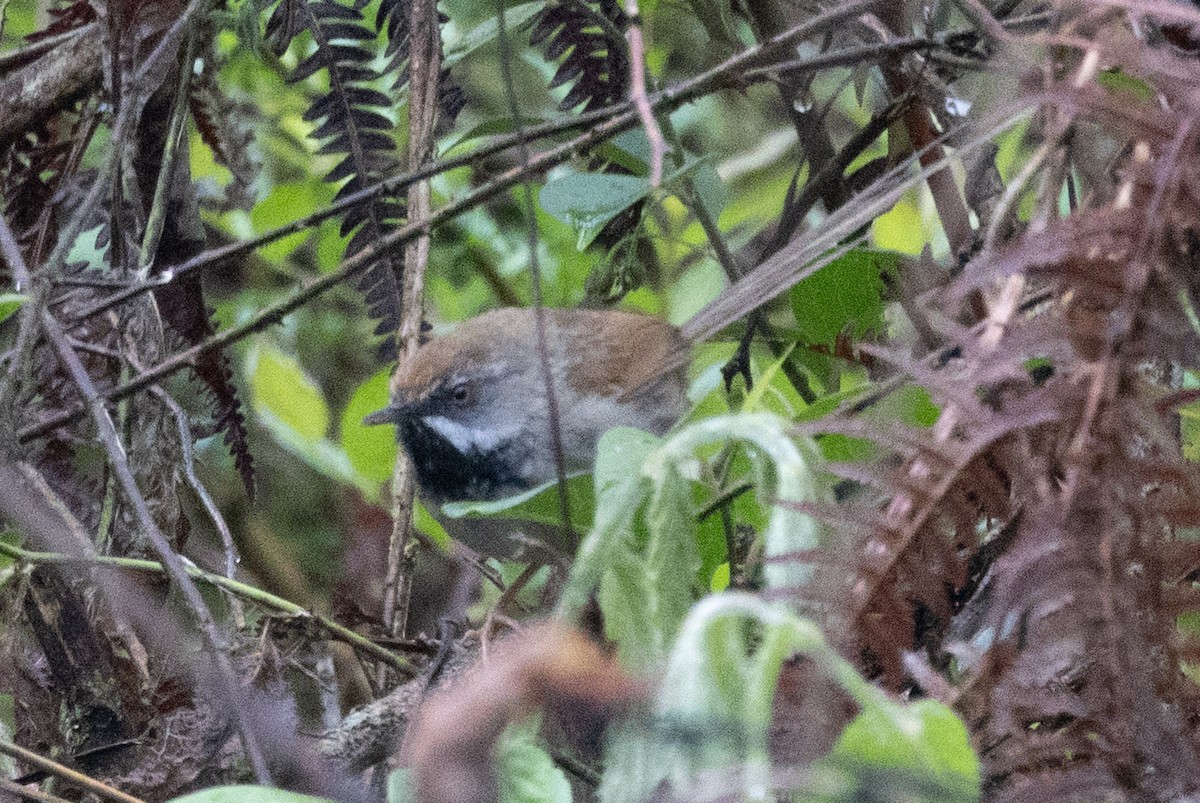 Rufous-crowned Prinia - ML638577062