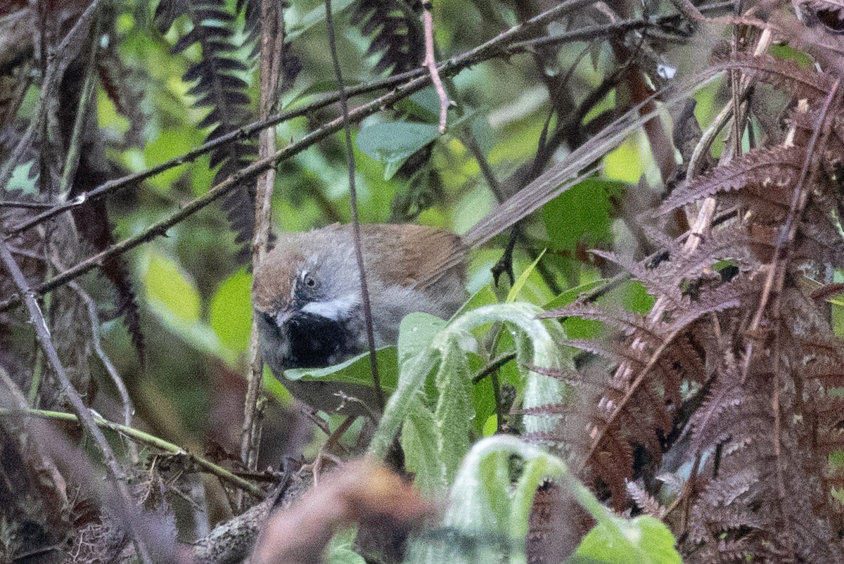 Rufous-crowned Prinia - ML638577063