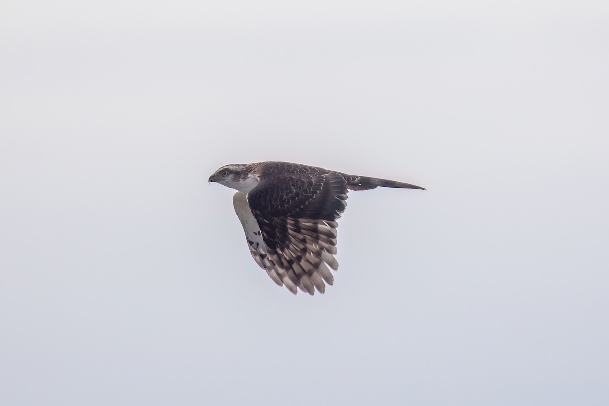 Crested Goshawk - ML638577084