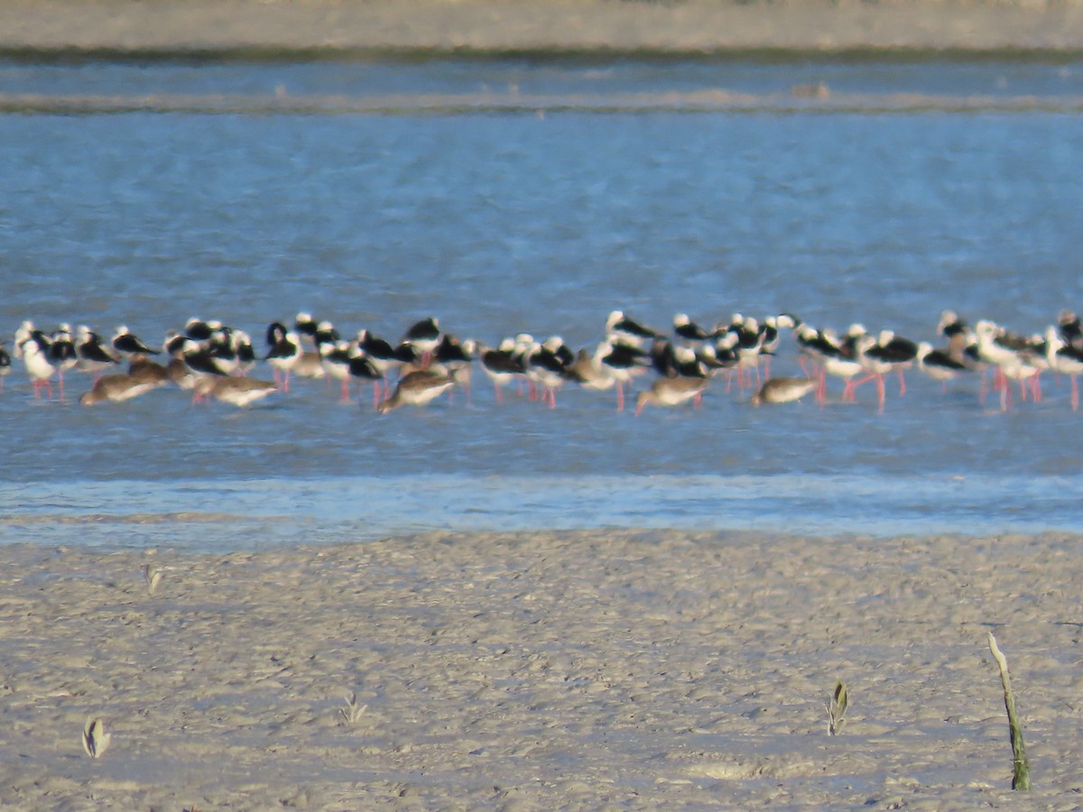 Pied Stilt - ML638577094
