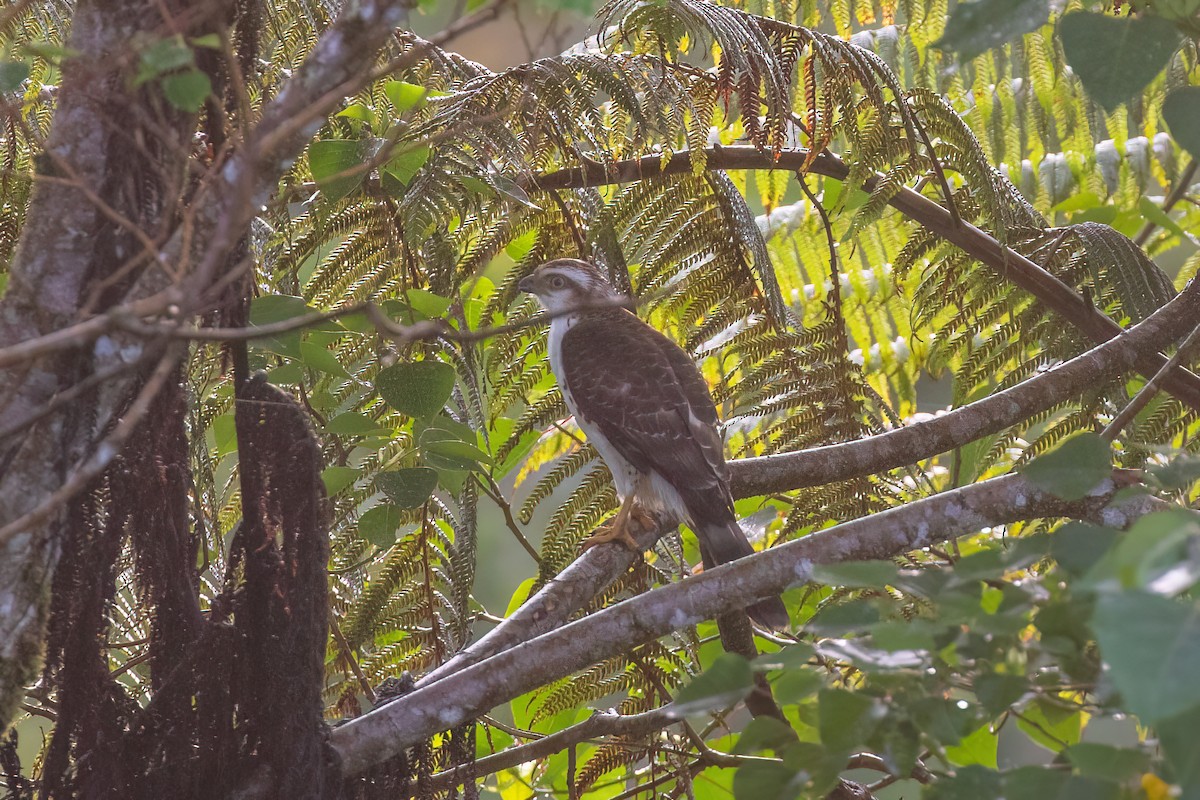Crested Goshawk - ML638577102