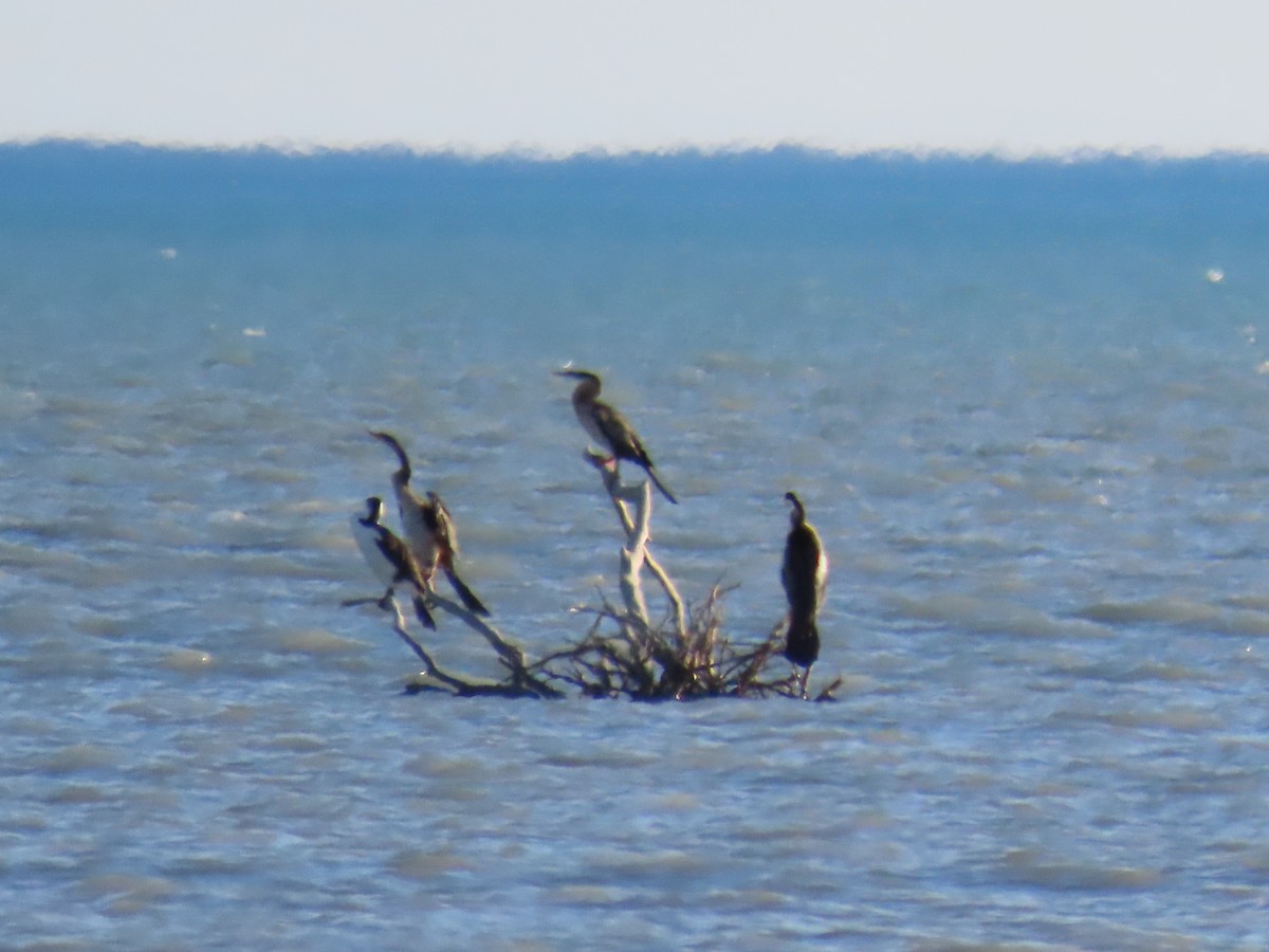Australasian Darter - ML638577117