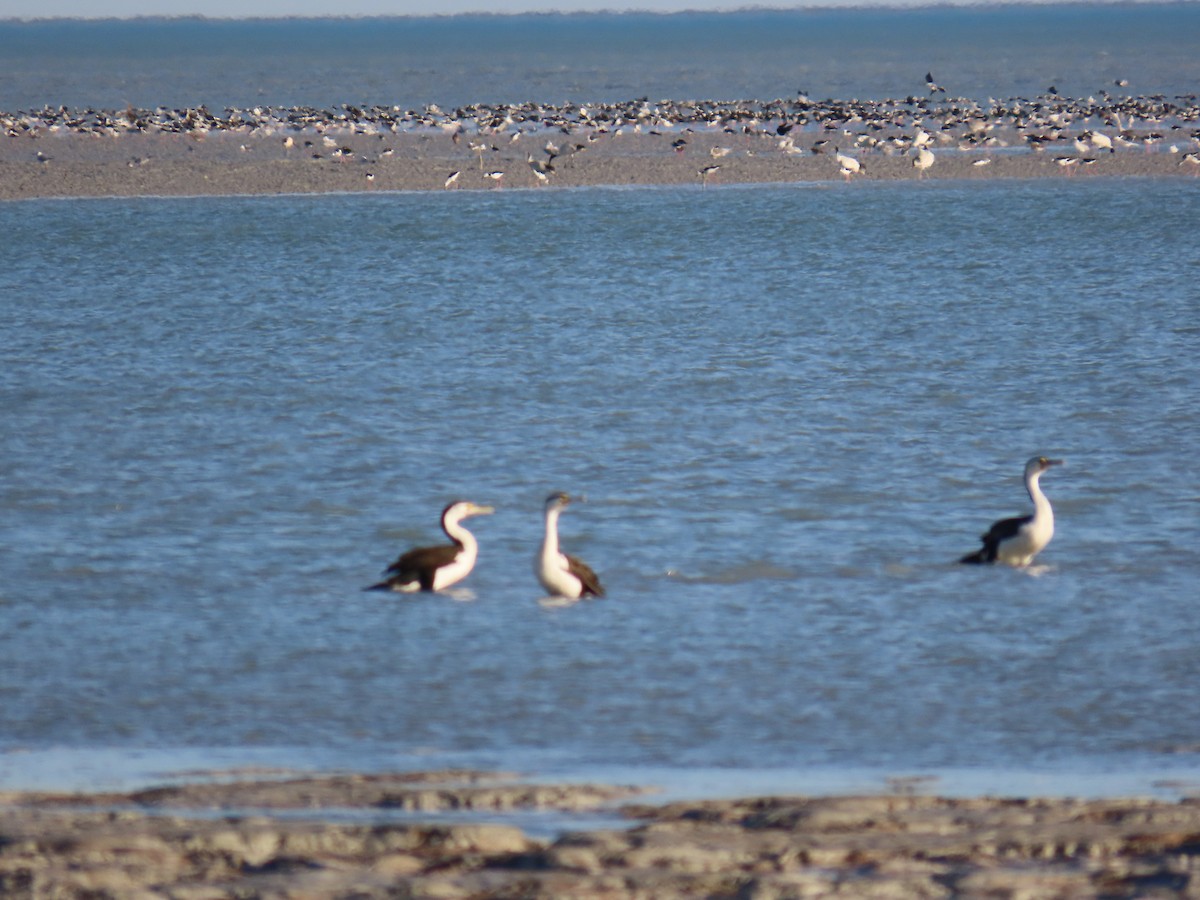 Pied Cormorant - ML638577120