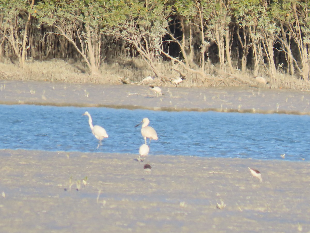 Royal Spoonbill - ML638577122