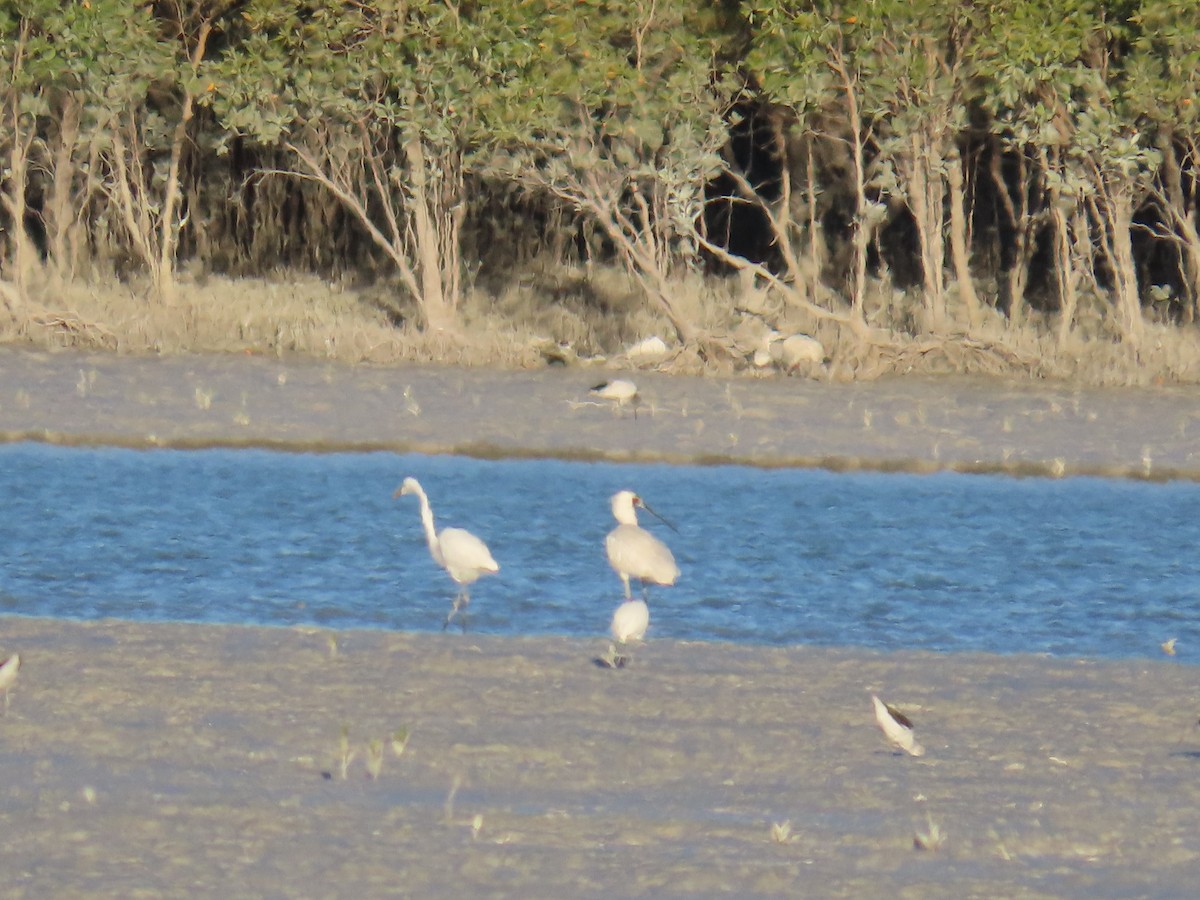Royal Spoonbill - ML638577123