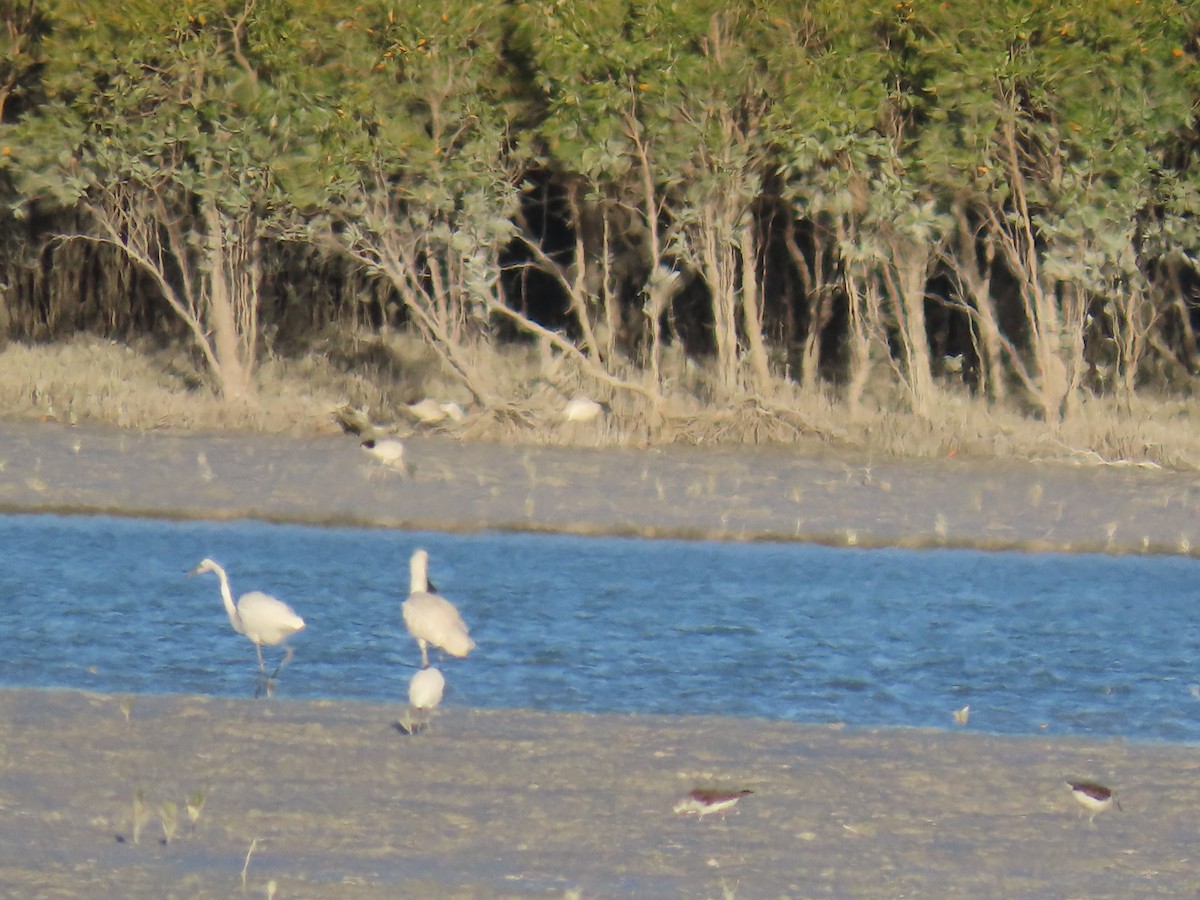 Royal Spoonbill - ML638577124
