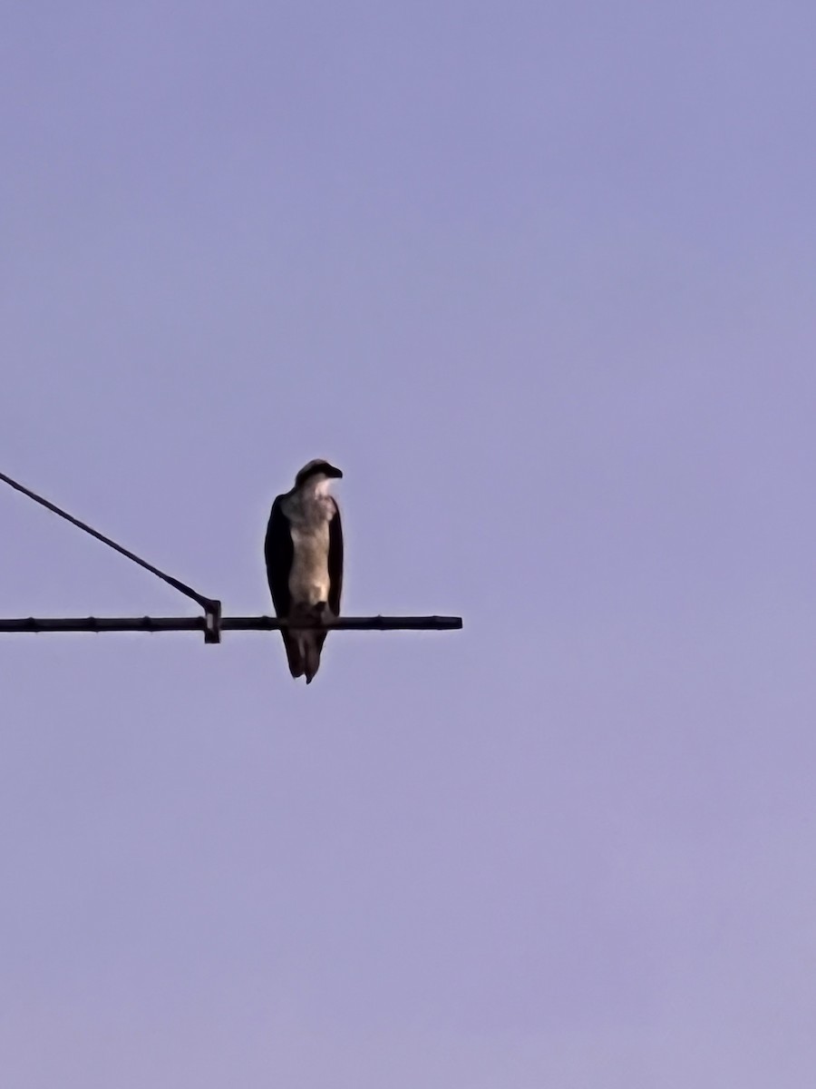 Osprey (Australasian) - ML638577157