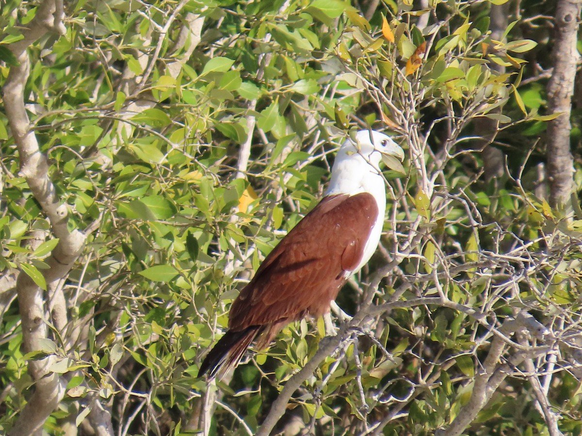 Brahminy Kite - ML638577166
