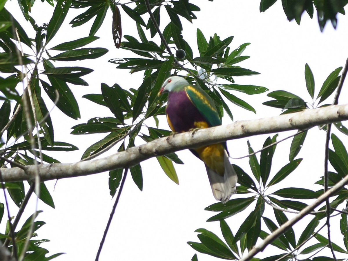 Wompoo Fruit-Dove - ML638577193