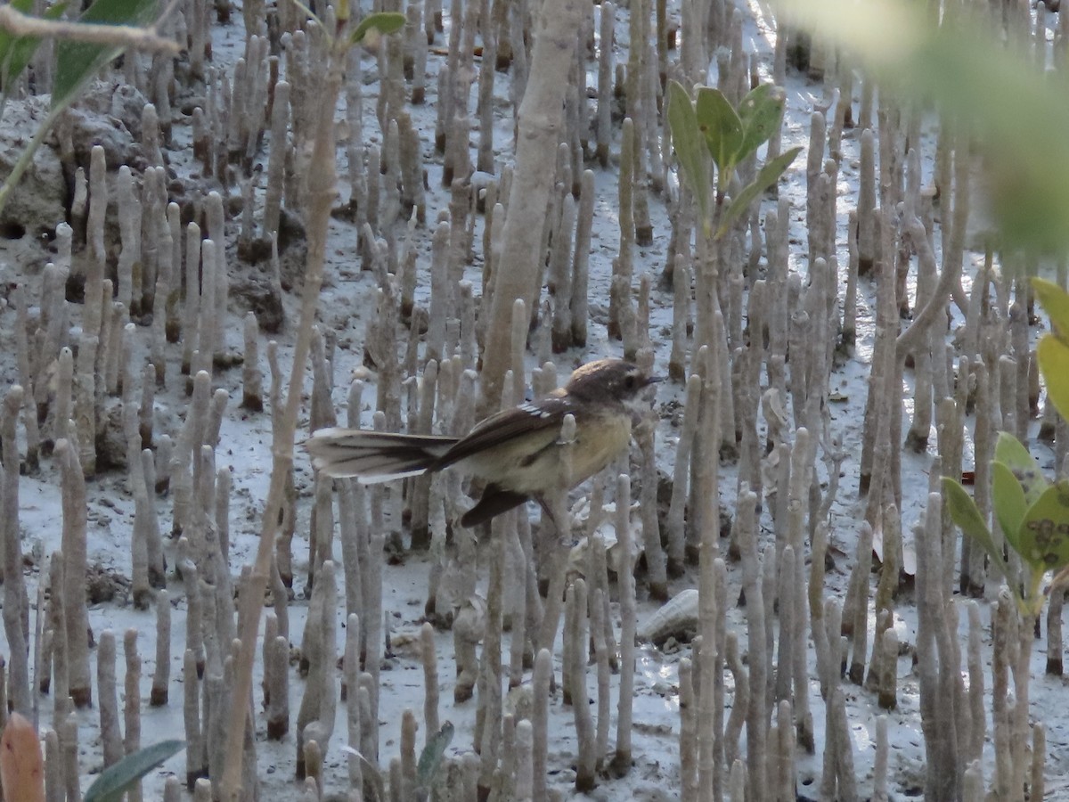 Mangrove Fantail - ML638577194