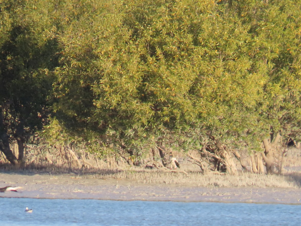 Black-necked Stork - ML638577195
