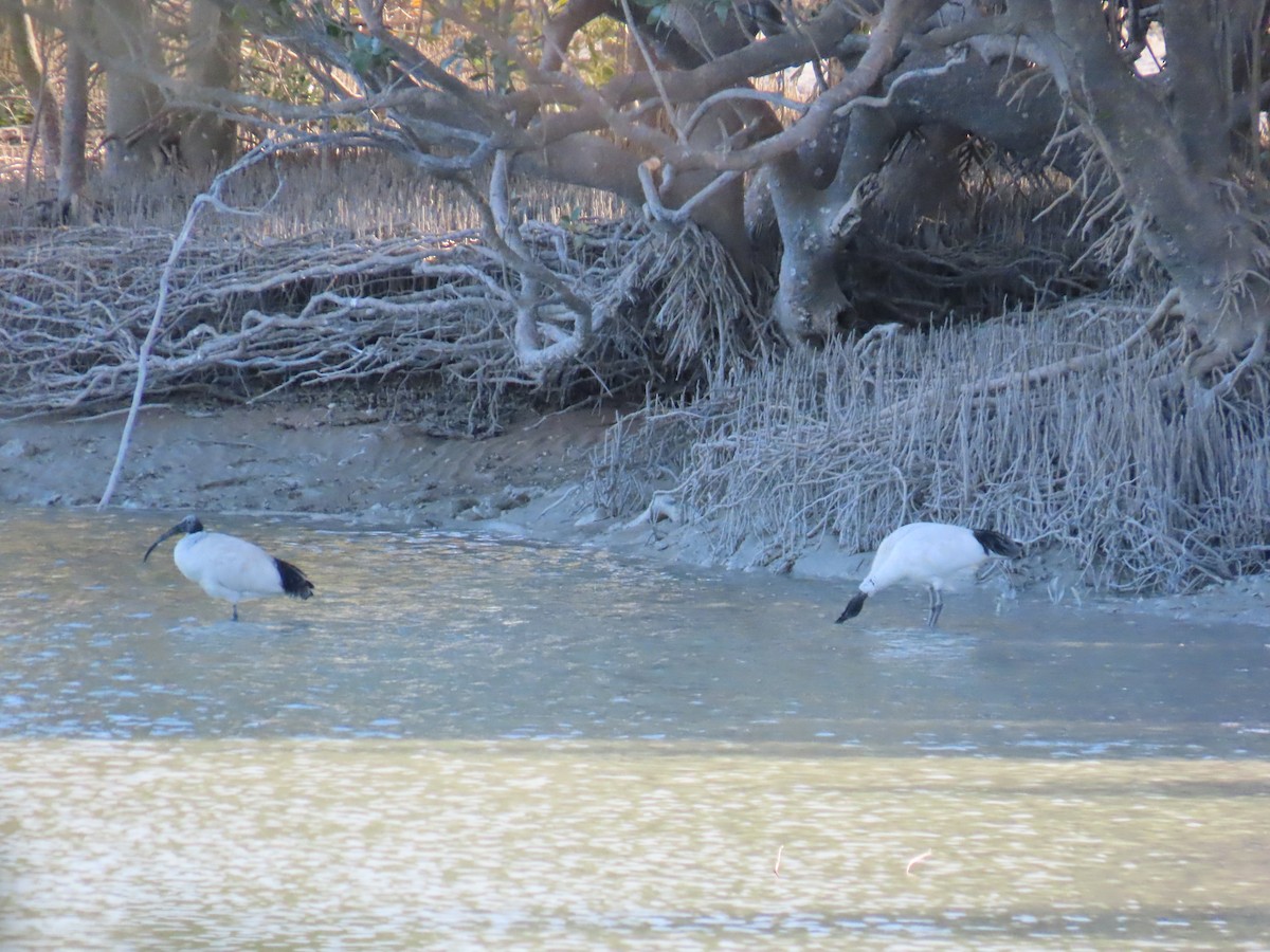 Australian Ibis - ML638577201