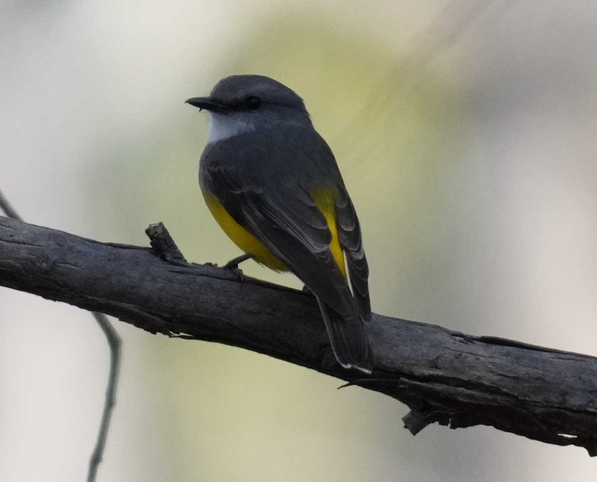 Western Yellow Robin - ML638577211