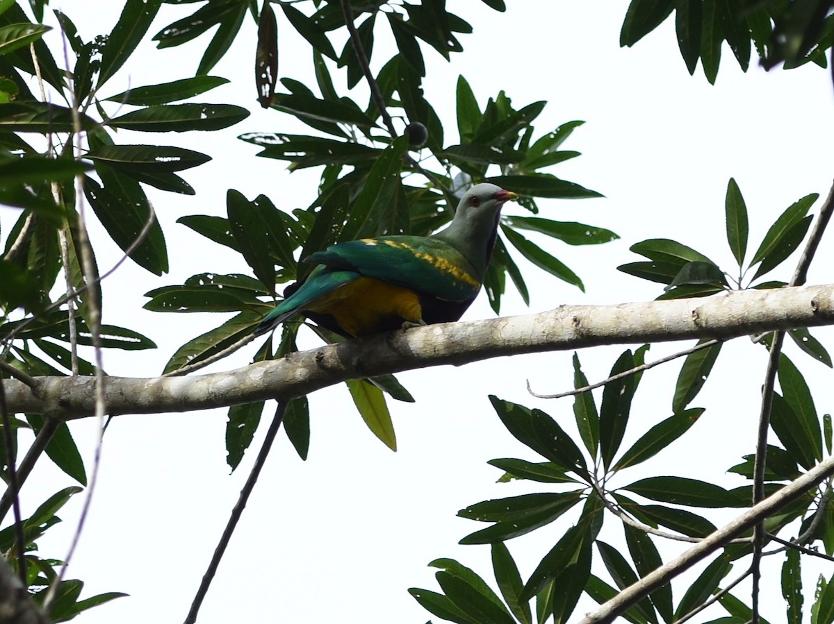 Wompoo Fruit-Dove - ML638577232