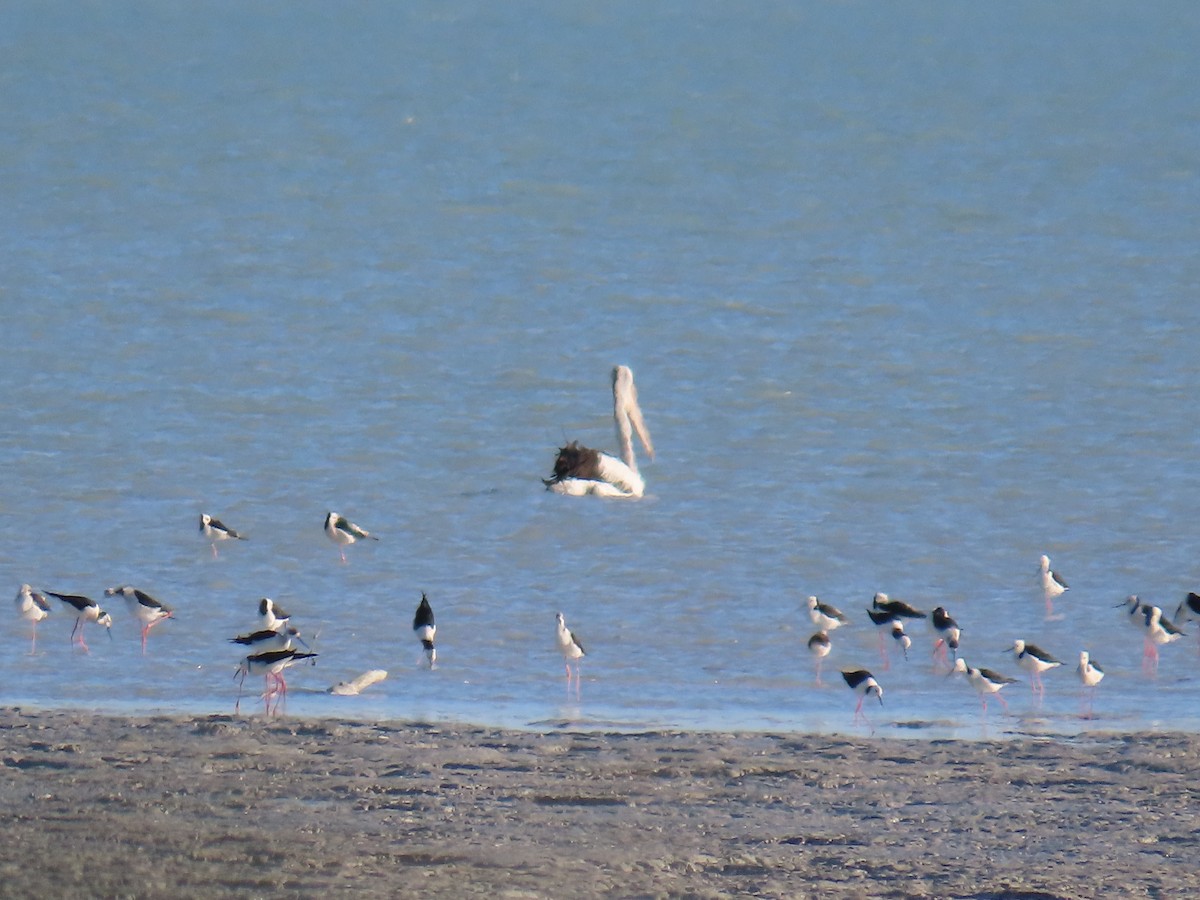 Australian Pelican - ML638577247