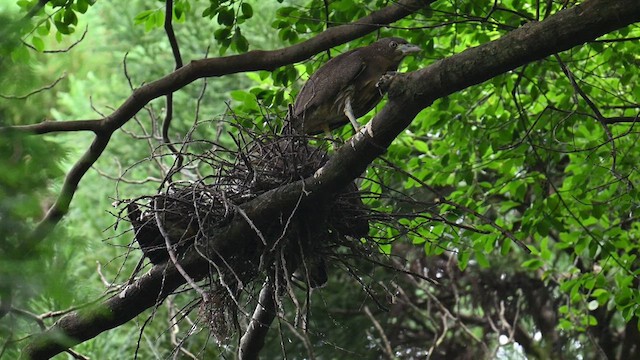 Japanese Night Heron - ML638577249