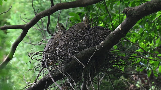 Japanese Night Heron - ML638577255