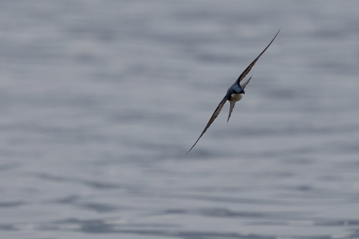 Tree Swallow - ML638577306