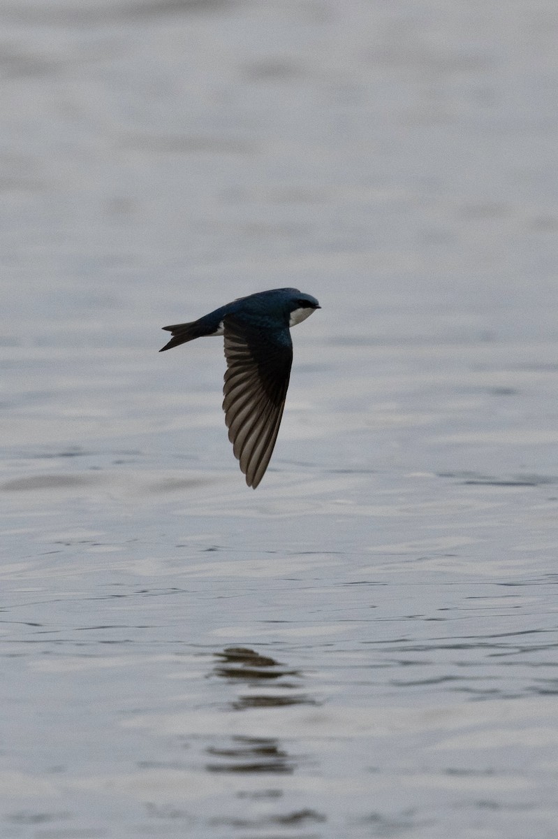 Tree Swallow - ML638577307