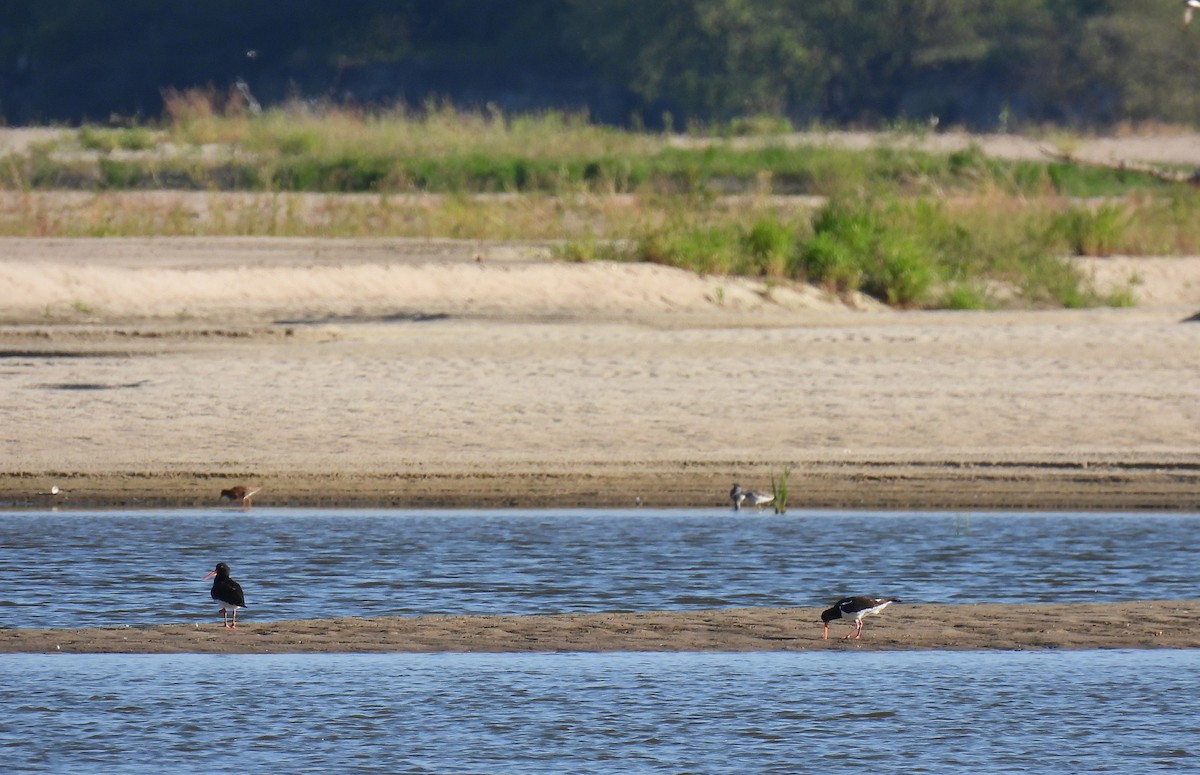 Eurasian Oystercatcher - ML638577337