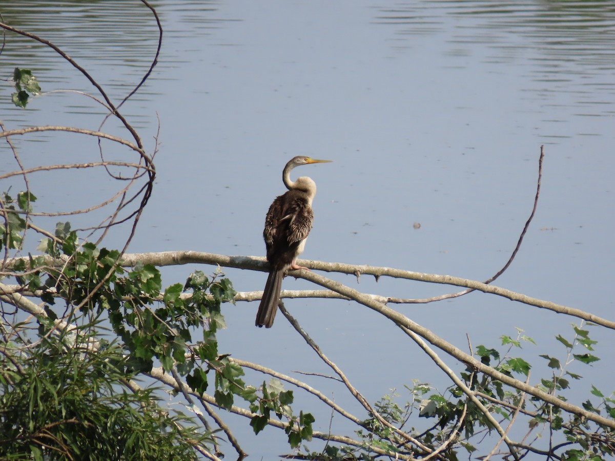 Australasian Darter - ML638577352