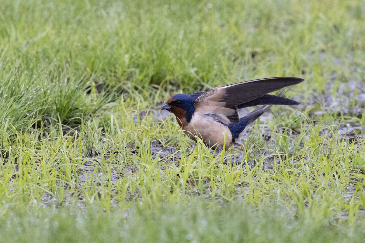 Barn Swallow (American) - ML638577359