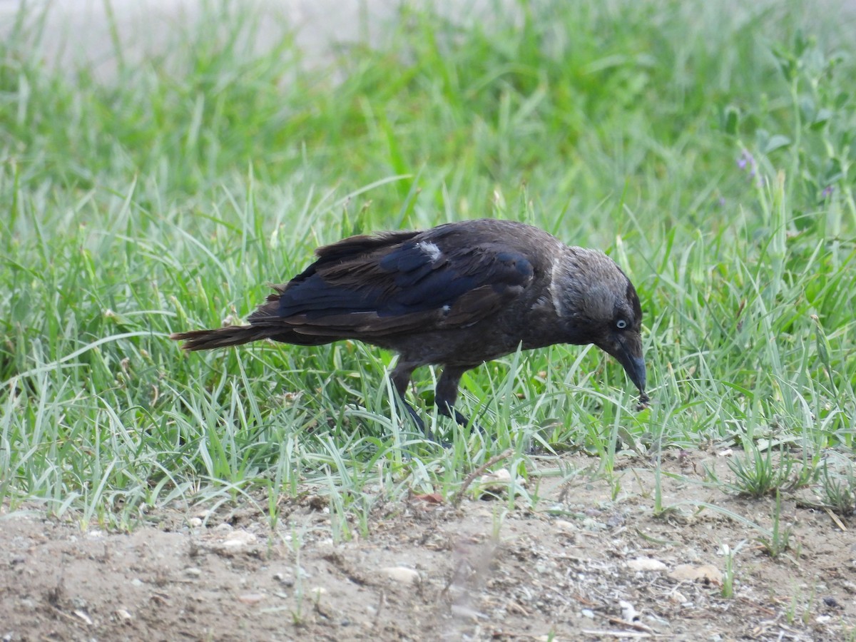 Eurasian Jackdaw - ML638577360