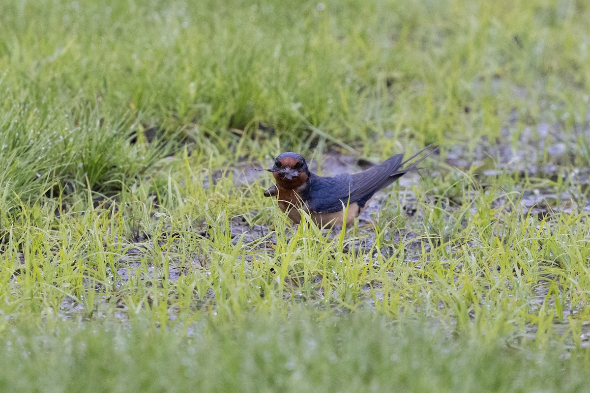 Barn Swallow (American) - ML638577361
