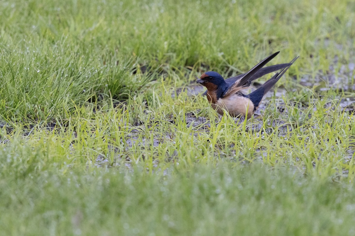 Barn Swallow (American) - ML638577362