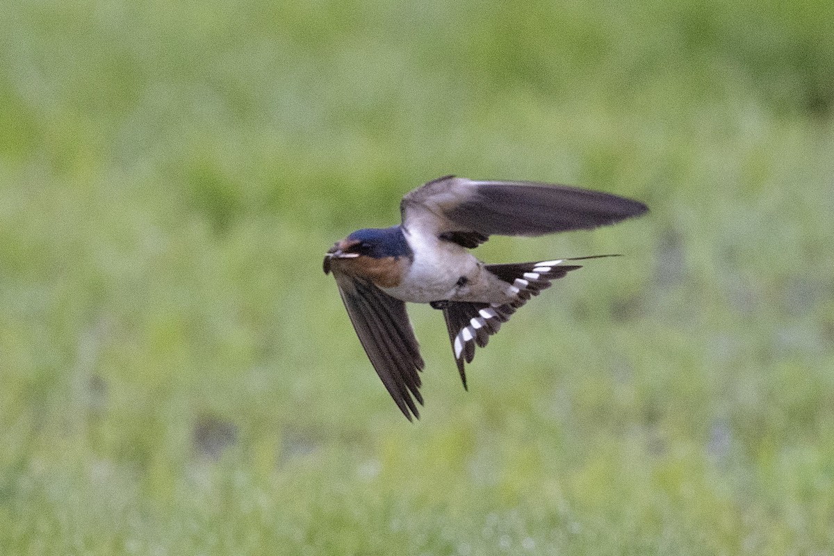 Barn Swallow (American) - ML638577363