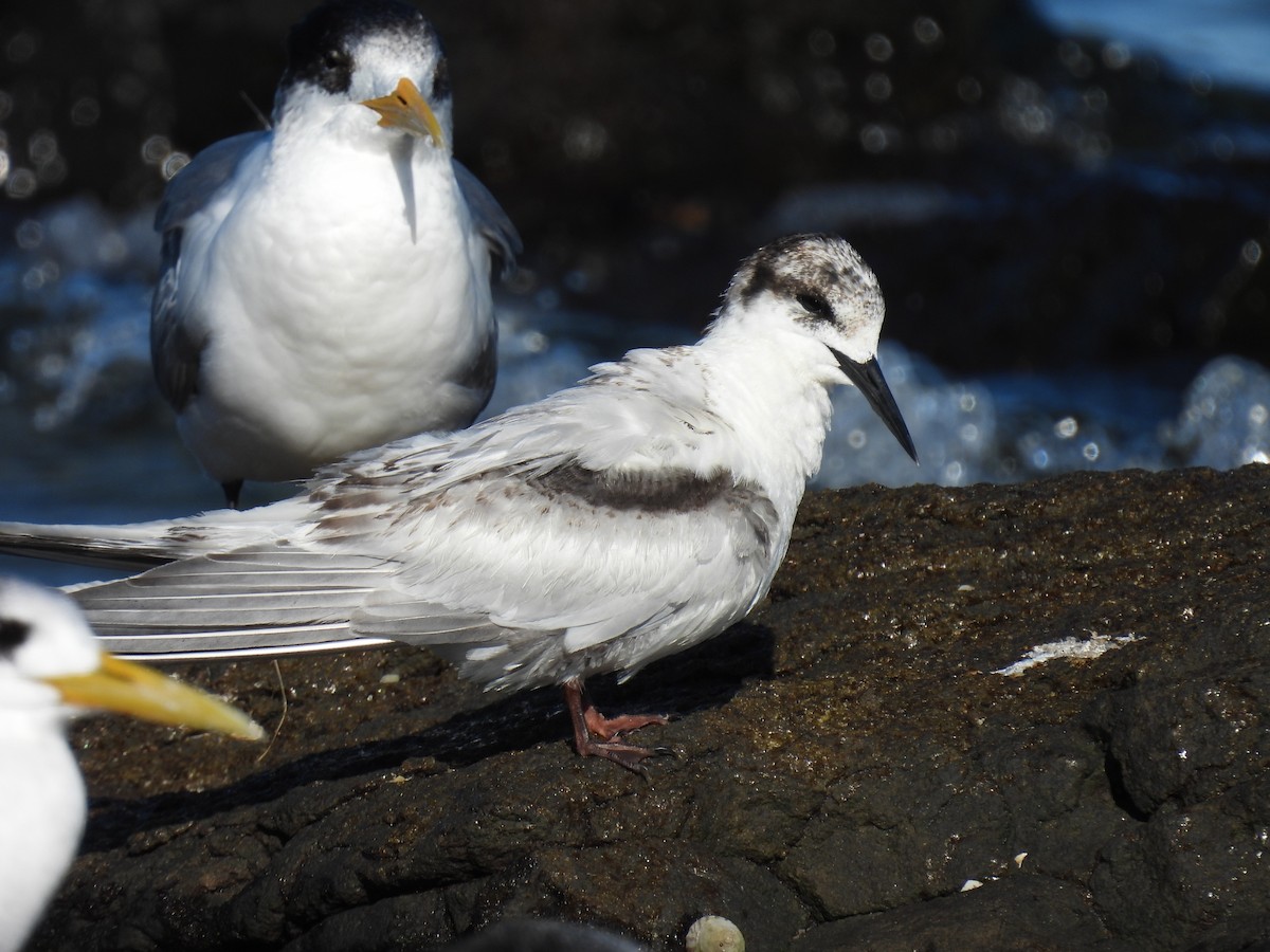 White-fronted Tern - ML638577364