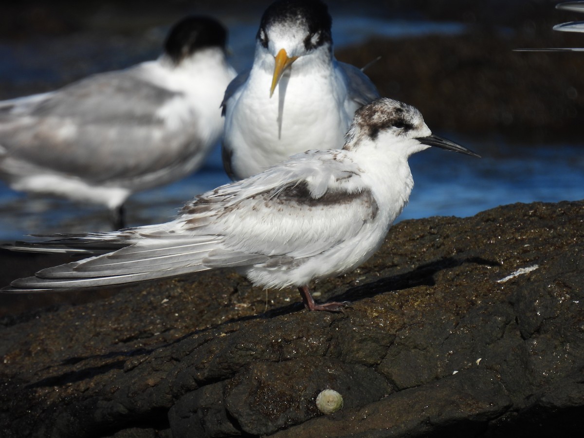 White-fronted Tern - ML638577365