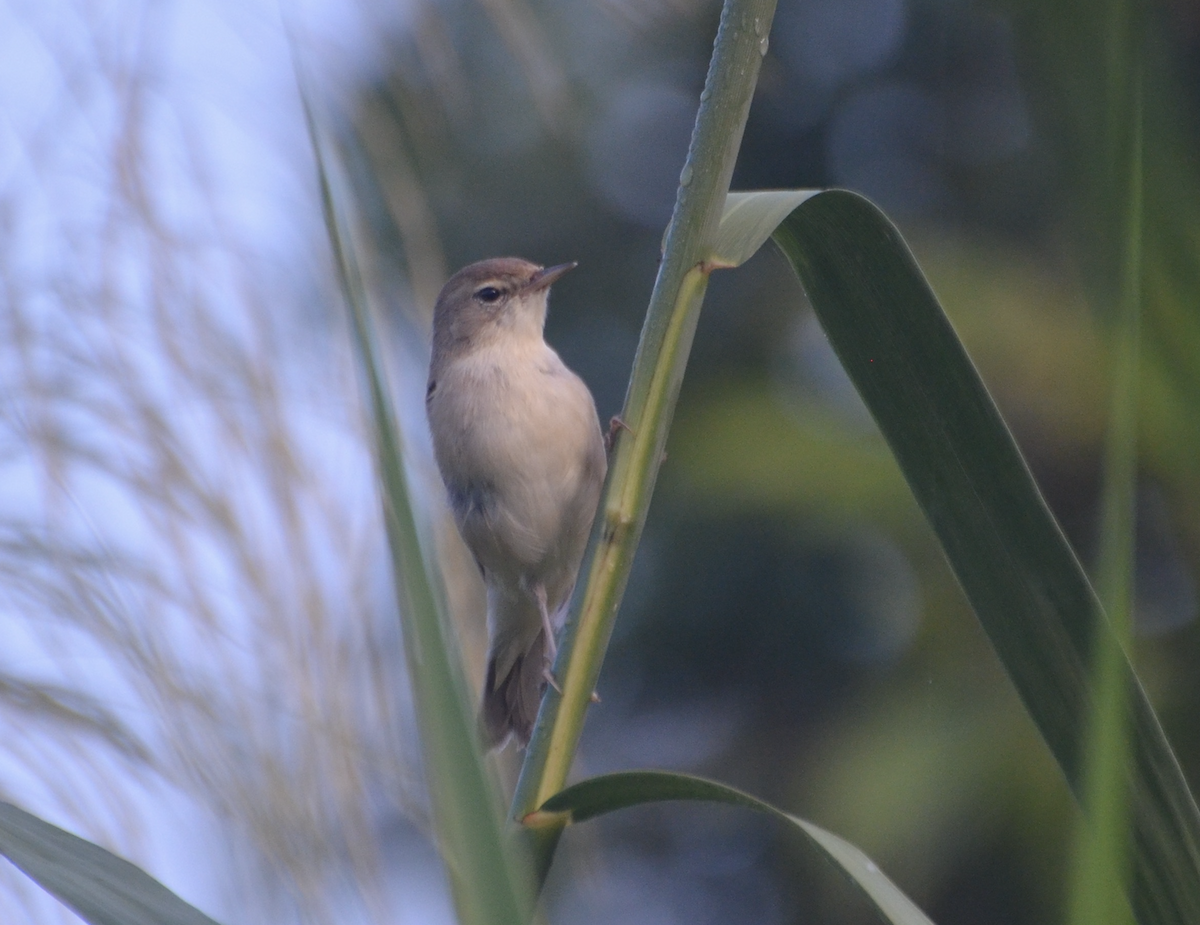 Booted Warbler - ML638577399