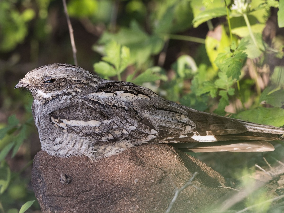 Eurasian Nightjar - ML638577425
