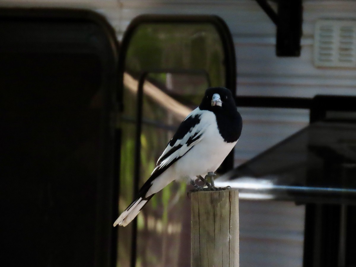 Pied Butcherbird - ML638577437