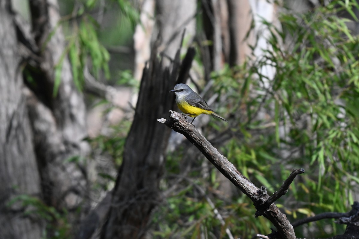 Western Yellow Robin - ML638577442