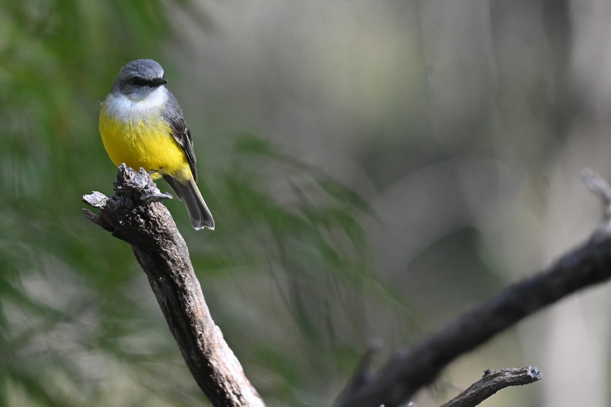 Western Yellow Robin - ML638577443