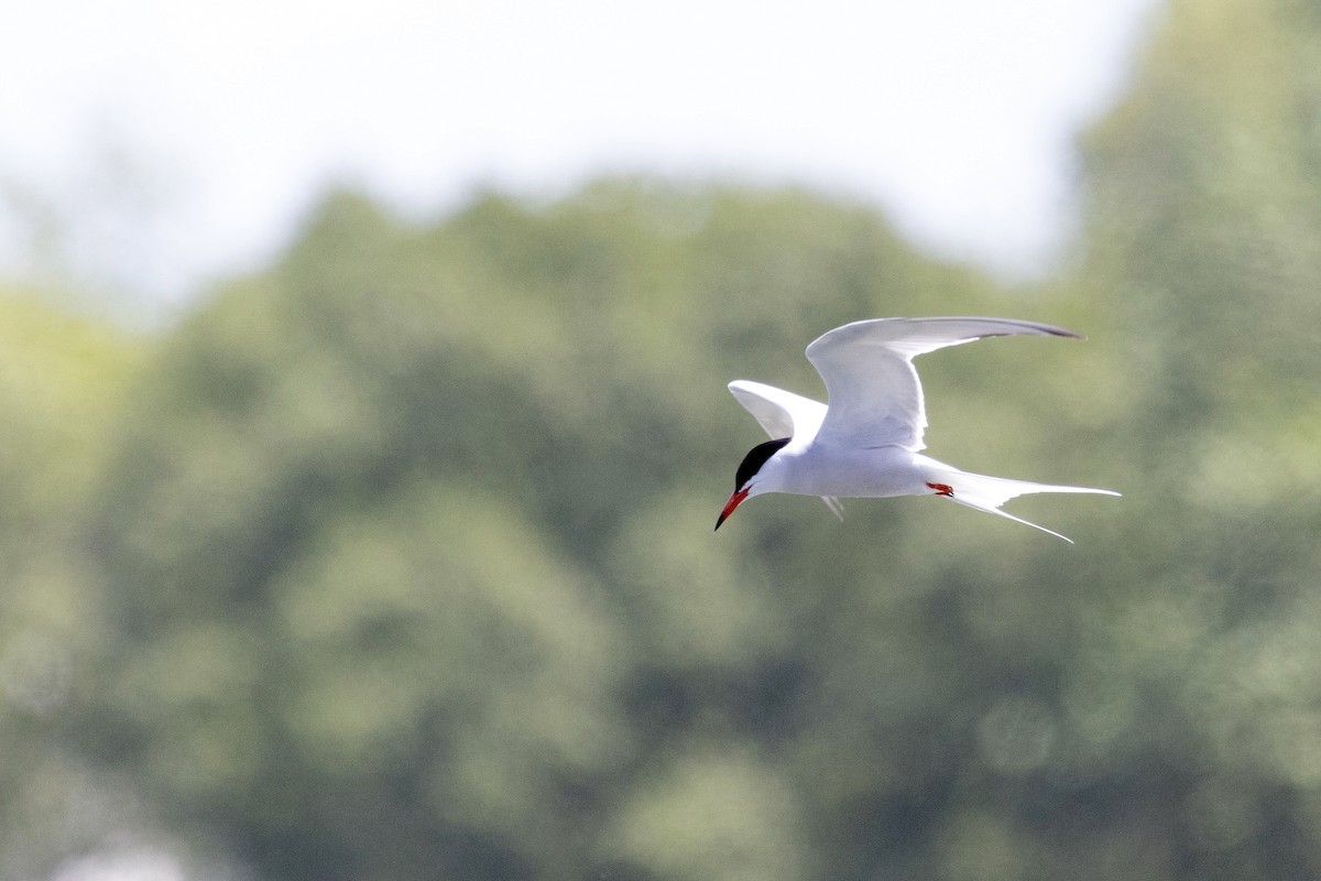 Txenada arrunta (hirundo/tibetana) - ML638577471