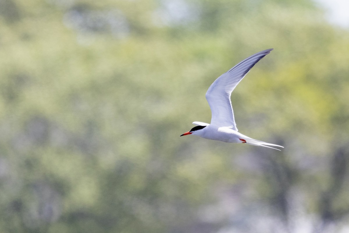 Txenada arrunta (hirundo/tibetana) - ML638577472