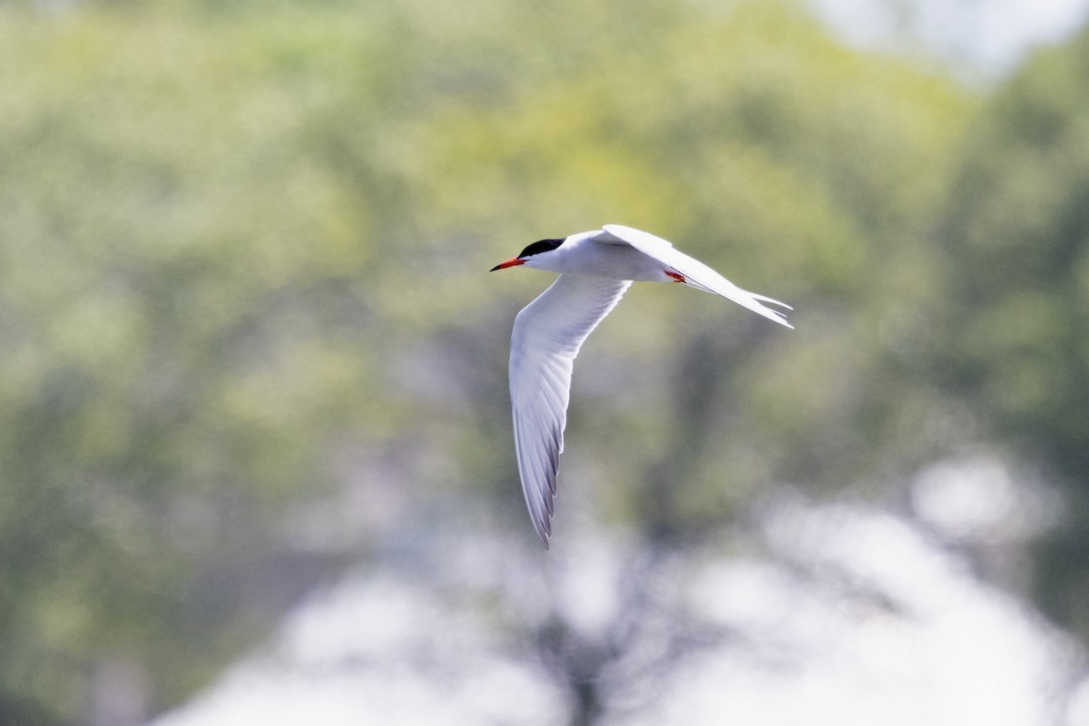 Txenada arrunta (hirundo/tibetana) - ML638577473