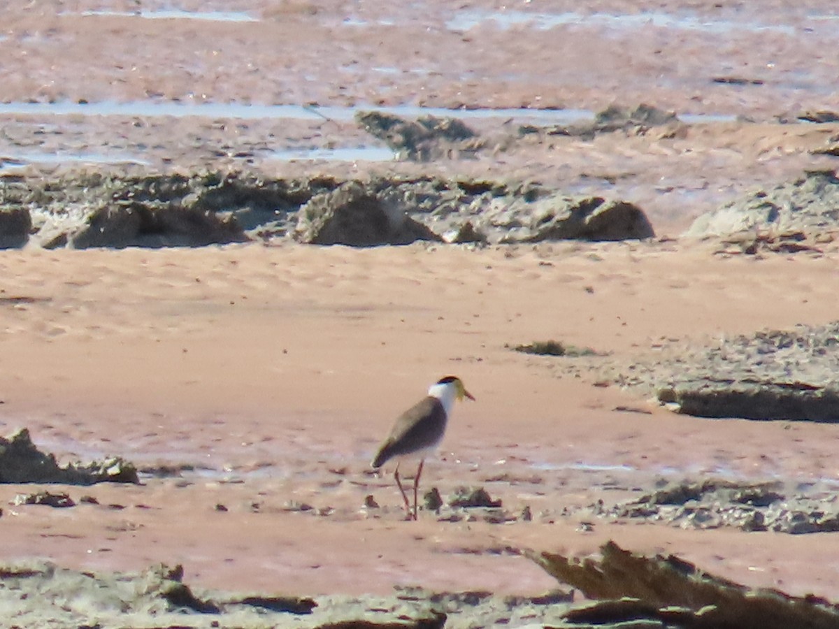 Masked Lapwing - ML638577474