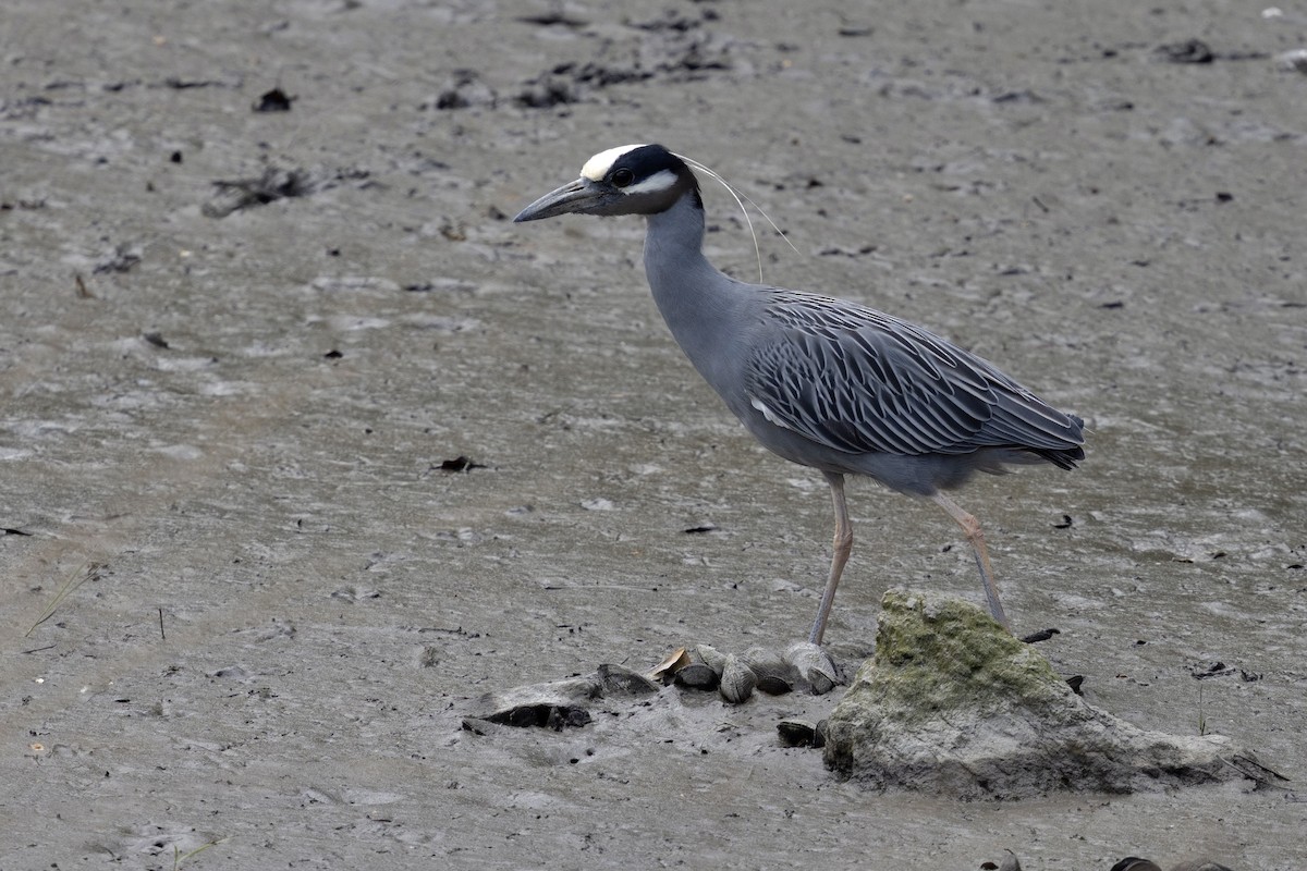 Yellow-crowned Night Heron (Yellow-crowned) - ML638577494